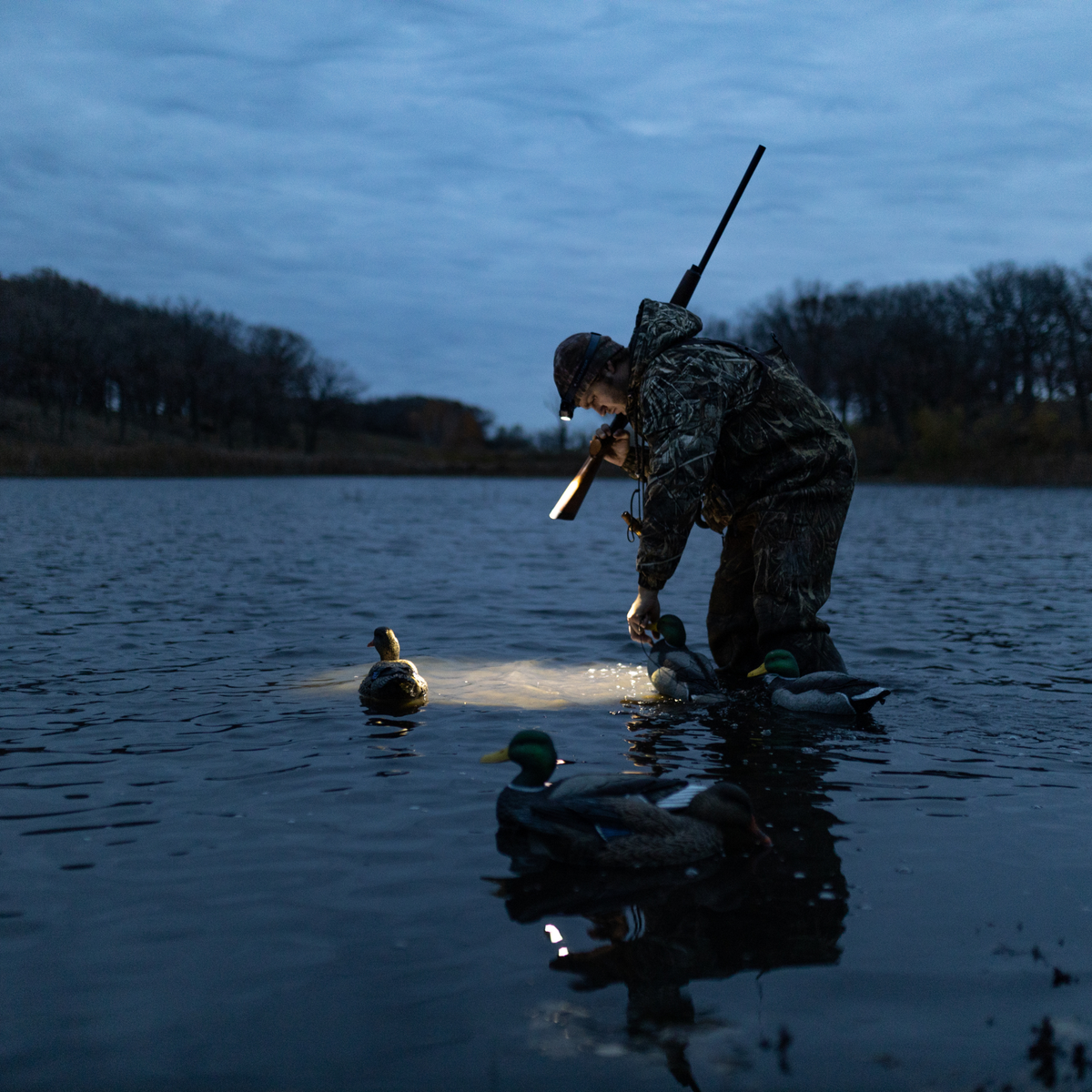 Waterfowl hunter setting decoys before dawn with a headlamp